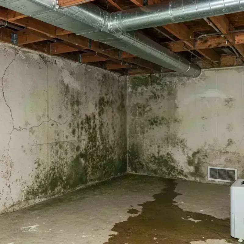 Professional Mold Removal in Kenton County, KY